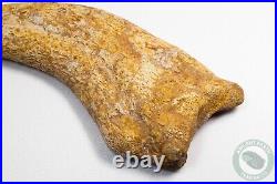 REAL 5.4 Spinosaurus Hand Claw Dinosaur Fossil Bone Morocco Cretaceous Kem Kem