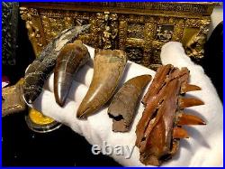 Raptor Jaw Bone Velociraptor Dromeosaur Dinosaur Fossil Jurassic Bone