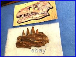 Raptor Jaw Bone Velociraptor Dromeosaur Dinosaur Fossil Jurassic Bone