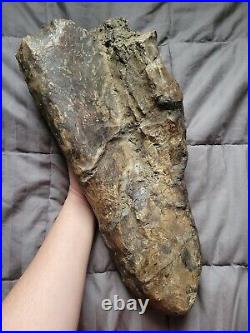 Rare Colossal Hadrosaur Limb Fossil Dinosaur Bone Partial Hell Creek Fm