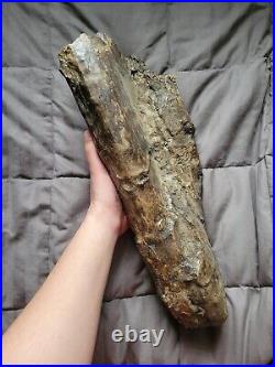 Rare Colossal Hadrosaur Limb Fossil Dinosaur Bone Partial Hell Creek Fm