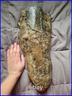 Rare Colossal Hadrosaur Limb Fossil Dinosaur Bone Partial Hell Creek Fm