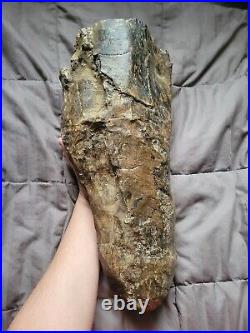 Rare Colossal Hadrosaur Limb Fossil Dinosaur Bone Partial Hell Creek Fm