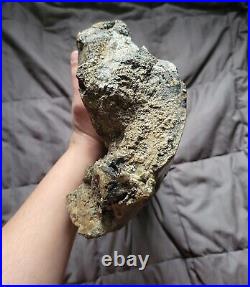 Rare Colossal Hadrosaur Limb Fossil Dinosaur Bone Partial Hell Creek Fm