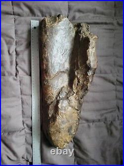 Rare Colossal Hadrosaur Limb Fossil Dinosaur Bone Partial Hell Creek Fm