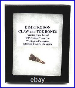 Rare Dimetrodon Claw and Toe Bones Fossil Permian #18161