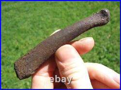 Rare Dire Wolf Metapodial Toe Bone Florida Fossils Ice Age Extinct Canine Tooth