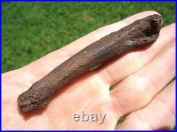 Rare Dire Wolf Metapodial Toe Bone Florida Fossils Ice Age Extinct Canine Tooth