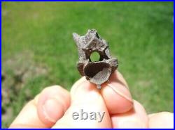 Rare Eocene Sea Snake Vertebra Florida Fossils Ice Age Extinct Bones Skeleton Fl