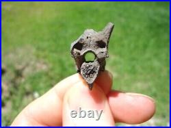 Rare Eocene Sea Snake Vertebra Florida Fossils Ice Age Extinct Bones Skeleton Fl