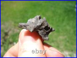 Rare Eocene Sea Snake Vertebra Florida Fossils Ice Age Extinct Bones Skeleton Fl