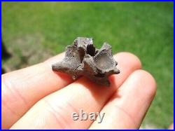 Rare Eocene Sea Snake Vertebra Florida Fossils Ice Age Extinct Bones Skeleton Fl