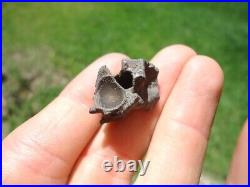 Rare Eocene Sea Snake Vertebra Florida Fossils Ice Age Extinct Bones Skeleton Fl