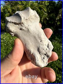 Rare FLA FOSSIL MIOCENE BONE VALLEY Teleoceras Proterum METAPODIAL Mammal TOE