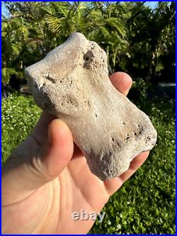 Rare FLA FOSSIL MIOCENE BONE VALLEY Teleoceras Proterum METAPODIAL Mammal TOE