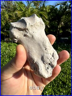 Rare FLA FOSSIL MIOCENE BONE VALLEY Teleoceras Proterum METAPODIAL Mammal TOE