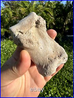 Rare FLA FOSSIL MIOCENE BONE VALLEY Teleoceras Proterum METAPODIAL Mammal TOE