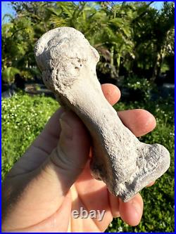 Rare FLA FOSSIL MIOCENE BONE VALLEY Teleoceras Proterum METAPODIAL Mammal TOE