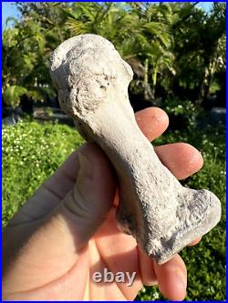 Rare FLA FOSSIL MIOCENE BONE VALLEY Teleoceras Proterum METAPODIAL Mammal TOE