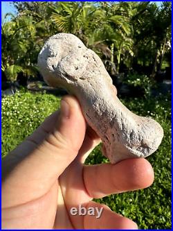 Rare FLA FOSSIL MIOCENE BONE VALLEY Teleoceras Proterum METAPODIAL Mammal TOE