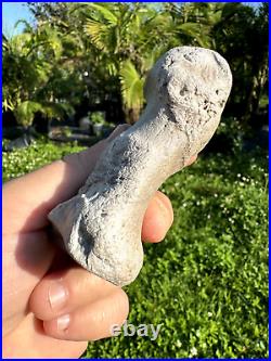 Rare FLA FOSSIL MIOCENE BONE VALLEY Teleoceras Proterum METAPODIAL Mammal TOE