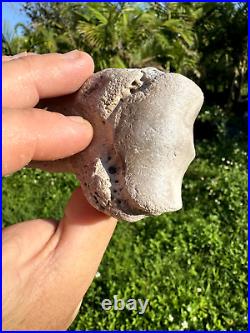 Rare FLA FOSSIL MIOCENE BONE VALLEY Teleoceras Proterum METAPODIAL Mammal TOE