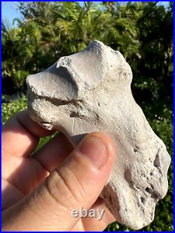 Rare FLA FOSSIL MIOCENE BONE VALLEY Teleoceras Proterum METAPODIAL Mammal TOE