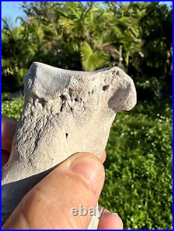 Rare FLA FOSSIL MIOCENE BONE VALLEY Teleoceras Proterum METAPODIAL Mammal TOE