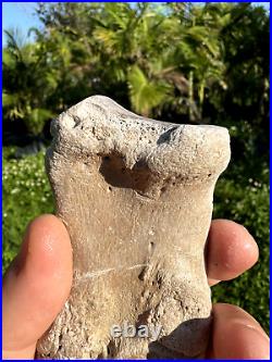 Rare FLA FOSSIL MIOCENE BONE VALLEY Teleoceras Proterum METAPODIAL Mammal TOE