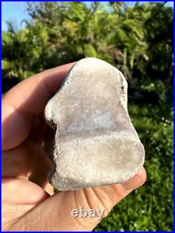 Rare FLA FOSSIL MIOCENE BONE VALLEY Teleoceras Proterum METAPODIAL Mammal TOE