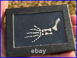 Rare Fossil Captorhinus Leg & Foot Oklahoma Permian Dinosaur Bones Reptile