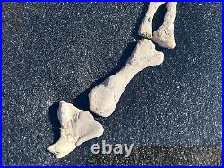 Rare Fossil Labidosaurus Leg & Foot Oklahoma Permian Dinosaur Bones Reptile