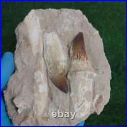 Rare Fossil Mosasaurus Teeth Authentic Dinosaur Fossil bones same animal