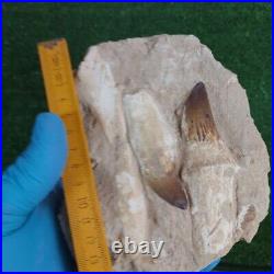 Rare Fossil Mosasaurus Teeth Authentic Dinosaur Fossil bones same animal