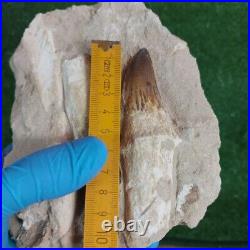 Rare Fossil Mosasaurus Teeth Authentic Dinosaur Fossil bones same animal