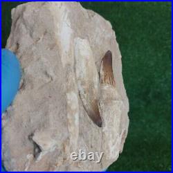 Rare Fossil Mosasaurus Teeth Authentic Dinosaur Fossil bones same animal