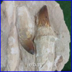 Rare Fossil Mosasaurus Teeth Authentic Dinosaur Fossil bones same animal