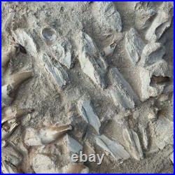 Rare Found Fossil! Jacket Mosasaurus Skull Bones and 2 mosasaur jaw 19 teeth