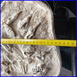 Rare Found Fossil! Jacket Mosasaurus Skull Bones and 2 mosasaur jaw 19 teeth