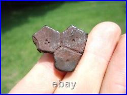 Rare Fused Extinct Armadillo Scutes Florida Fossils Osteoderm Bones Glyptodon Fl