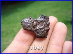 Rare Fused Extinct Armadillo Scutes Florida Fossils Osteoderm Bones Glyptodon Fl