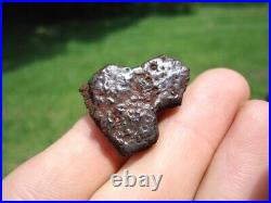 Rare Fused Extinct Armadillo Scutes Florida Fossils Osteoderm Bones Glyptodon Fl