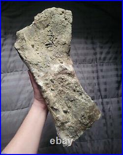 Rare Giant Triceratops Partial Shoulder Scapula Fossil Dinosaur Bone