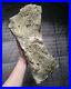 Rare Giant Triceratops Partial Shoulder Scapula Fossil Dinosaur Bone