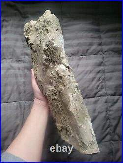 Rare Giant Triceratops Partial Shoulder Scapula Fossil Dinosaur Bone