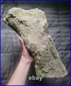 Rare Giant Triceratops Partial Shoulder Scapula Fossil Dinosaur Bone