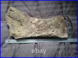 Rare Giant Triceratops Partial Shoulder Scapula Fossil Dinosaur Bone