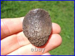 Rare Jaguar Patella Knee Cap Florida Fossils Ice Age Extinct Bones Cat Tooth Fl@