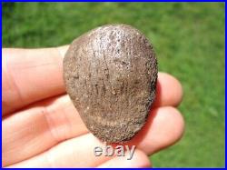 Rare Jaguar Patella Knee Cap Florida Fossils Ice Age Extinct Bones Cat Tooth Fl@