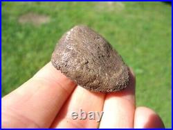 Rare Jaguar Patella Knee Cap Florida Fossils Ice Age Extinct Bones Cat Tooth Fl@